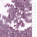 Lilac Corded Floral Embroidery Lace With Scalloped Edge | Starsign Fabrics
